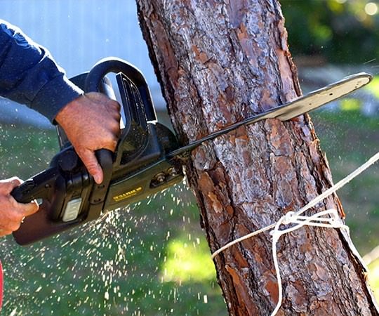 Спил деревьев в Шарыпово и  Красноярском крае